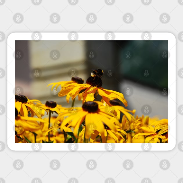 Bee on Rudbeckia Flowers Sticker by jojobob